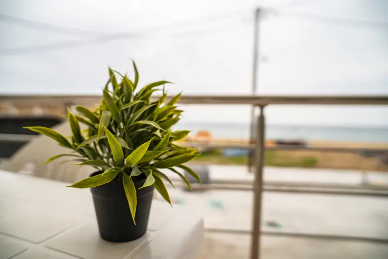 Seaside Serenity Feel Greek #X014 - Photo #40