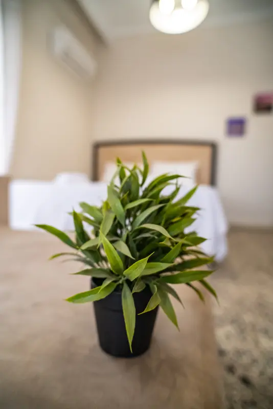 Seaside Serenity Feel Greek #X014 - Photo #17