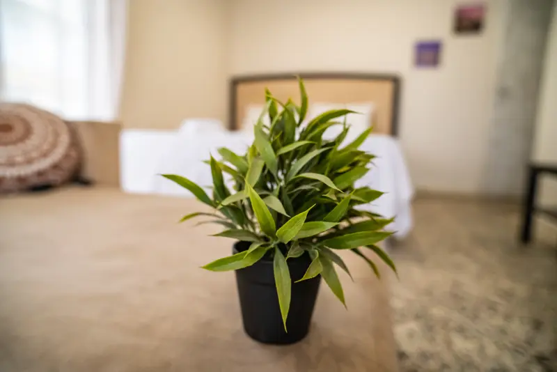 Seaside Serenity Feel Greek #X014 - Photo #7